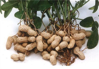 落花生是什么？關(guān)于花生的分解