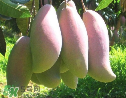 芒果有哪些品種？哪種芒果最好吃？