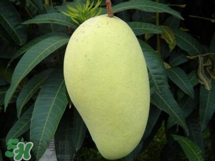 芒果有哪些品種？哪種芒果最好吃？