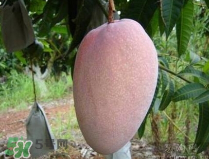 芒果有哪些品種？哪種芒果最好吃？