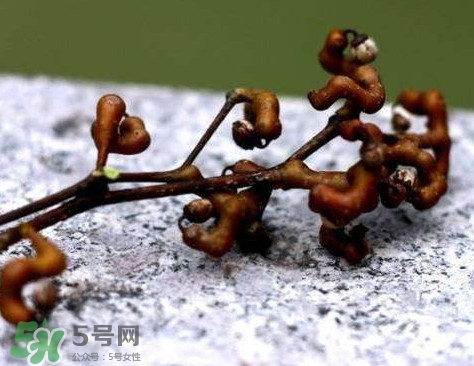 拐棗可以嫁接嗎？拐棗是哪里的特產(chǎn)