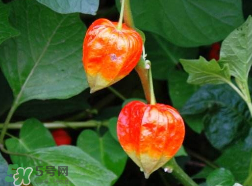 紅姑娘能吃嗎 紅姑娘能多吃嗎 紅姑娘能吃嗎 紅姑娘能多吃嗎