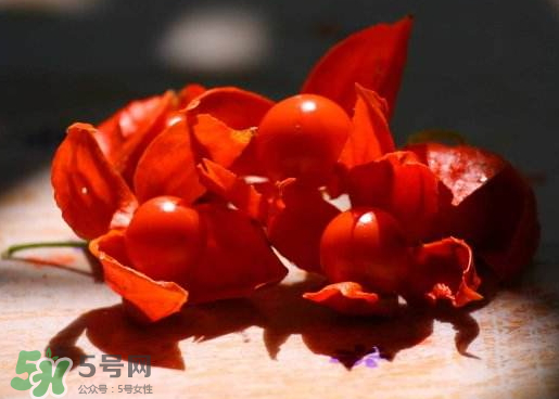 紅姑娘能吃嗎 紅姑娘能多吃嗎 紅姑娘能吃嗎 紅姑娘能多吃嗎