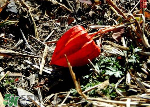 紅姑娘能吃嗎 紅姑娘能多吃嗎 紅姑娘能吃嗎 紅姑娘能多吃嗎