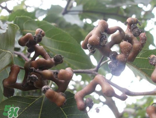 拐棗怎么吃？拐棗好吃嗎