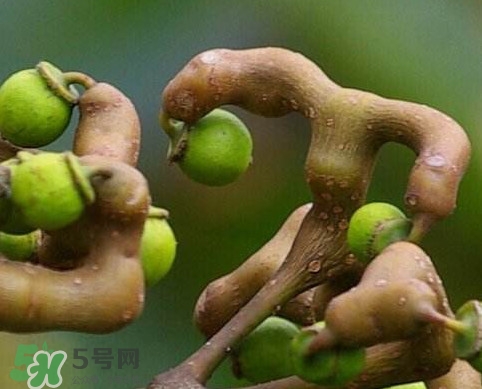 拐棗為什么沒人買？拐棗學(xué)名是什么