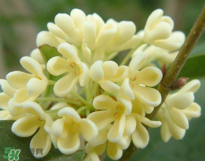 新鮮桂花怎么清洗？新鮮桂花可以冷凍嗎？