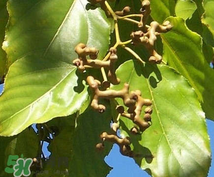 拐棗怎么保存？拐棗什么人不能吃