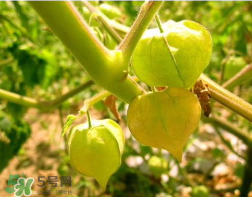 ?黃姑娘怎么種 黃姑娘什么時(shí)候播種 ?黃姑娘怎么種 黃姑娘什么時(shí)候播種