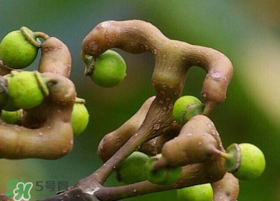 吃拐棗對人有什么好處？拐棗哪里有賣的