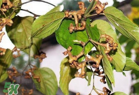 新鮮拐棗吃著澀怎么處理？拐棗為什么澀