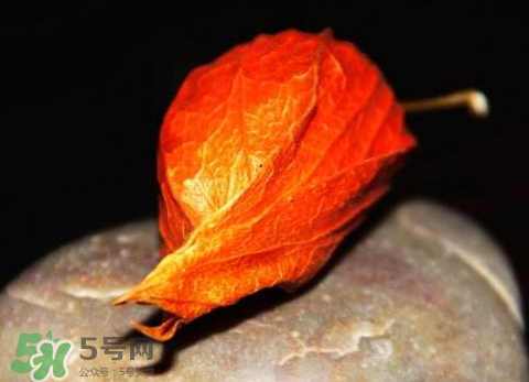 苦姑娘能治糖尿病嗎 苦姑娘能治療咽炎嗎 苦姑娘能治糖尿病嗎 苦姑娘能治療咽炎嗎