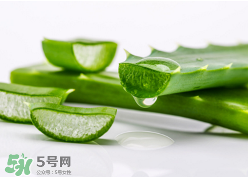 蘆薈泡酒治皮膚病嗎？蘆薈泡酒的功效與作用