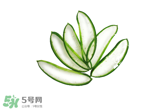 蘆薈泡酒治皮膚病嗎？蘆薈泡酒的功效與作用