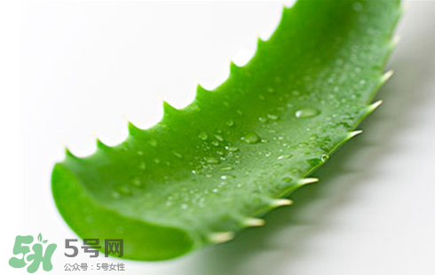 蘆薈泡酒治皮膚病嗎？蘆薈泡酒的功效與作用