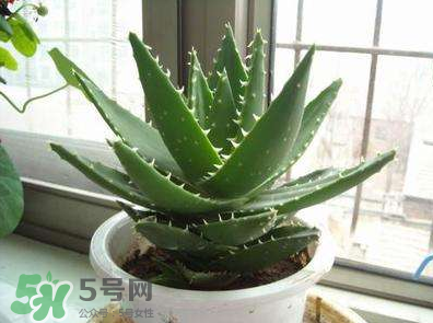 蘆薈泡酒的注意事項有哪些？蘆薈泡酒的做法