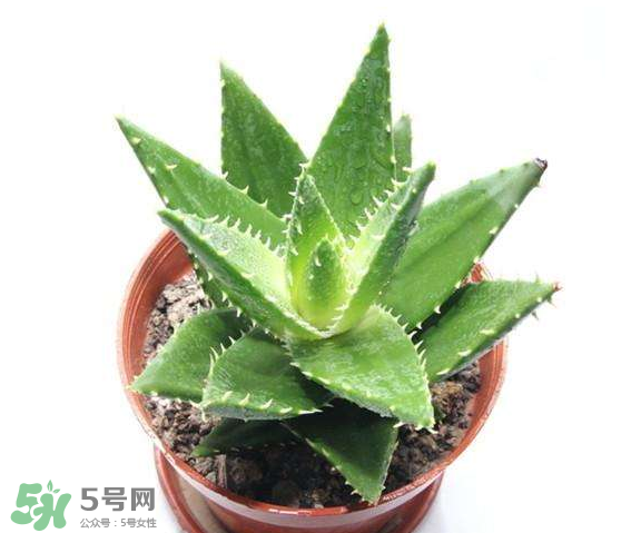 蘆薈有哪些作用？蘆薈會(huì)開(kāi)花嗎？