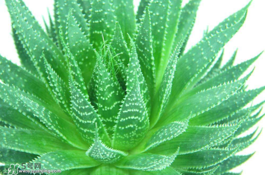 蘆薈有哪些作用？蘆薈會(huì)開(kāi)花嗎？