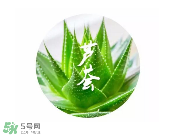 蘆薈膠的醫(yī)療作用有哪些？蘆薈膠的使用方法有哪些？