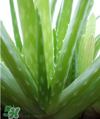 蘆薈膠的醫(yī)療作用有哪些？蘆薈膠的使用方法有哪些？