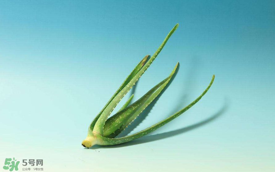 蘆薈膠的醫(yī)療作用有哪些？蘆薈膠的使用方法有哪些？