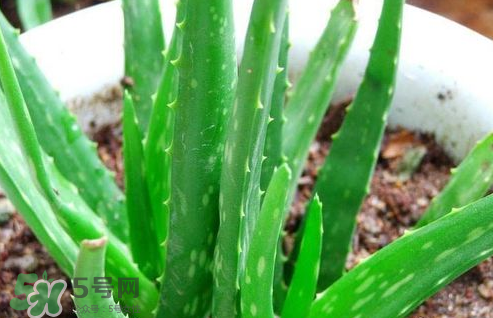 蘆薈膠與隔離霜混合使用怎么樣？蘆薈膠可以做成什么面膜？