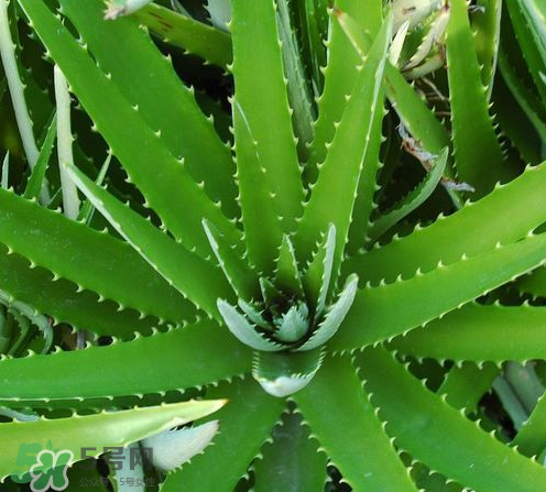 蘆薈膠與隔離霜混合使用怎么樣？蘆薈膠可以做成什么面膜？