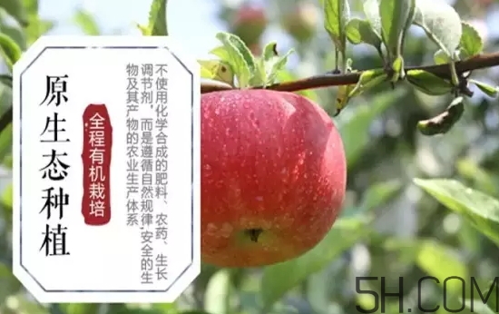 美八蘋果價格多少錢？美八蘋果多少錢一斤？