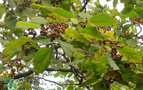 拐棗怎么保存？拐棗什么人不能吃