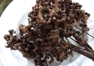 拐棗可以嫁接嗎？拐棗是哪里的特產(chǎn)