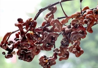 拐棗多少錢一斤？2017拐棗市場價(jià)格