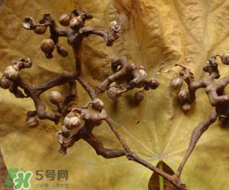 拐棗為什么沒人買？拐棗學(xué)名是什么