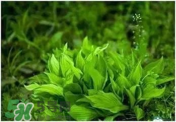 螺旋藻是海帶嗎？螺旋藻是海藻嗎？