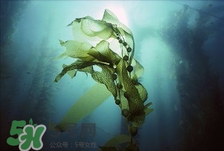 螺旋藻能解酒嗎？解酒的方法有哪些？