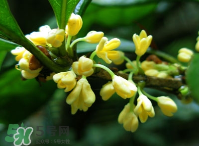 新鮮桂花怎么清洗？新鮮桂花可以冷凍嗎？