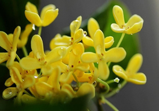 新鮮桂花怎么清洗？新鮮桂花可以冷凍嗎？