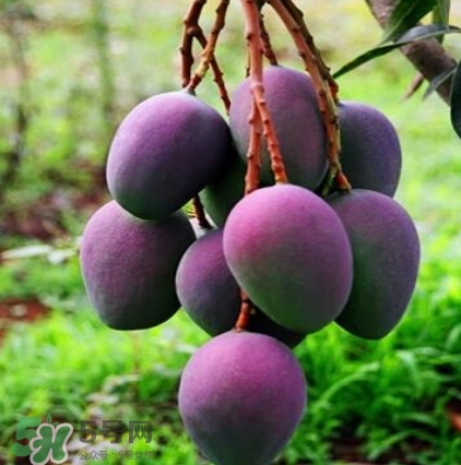 芒果有哪些品種？哪種芒果最好吃？