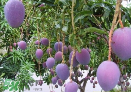 芒果有哪些品種？哪種芒果最好吃？