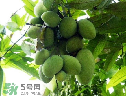 芒果有哪些品種？哪種芒果最好吃？