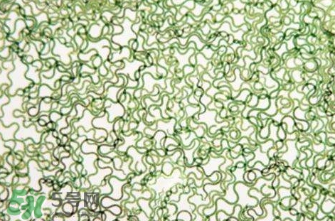 怎么辨別螺旋藻的真假？買螺旋藻怎么挑？