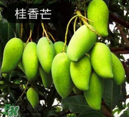 芒果有哪些品種？哪種芒果最好吃？