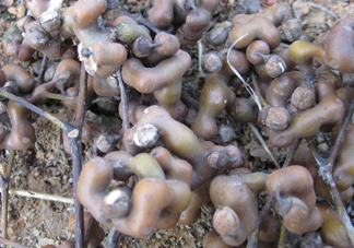 吃拐棗對人有什么好處？拐棗哪里有賣的