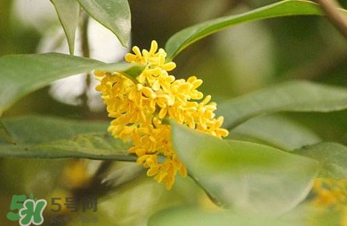 新鮮桂花怎么清洗？新鮮桂花可以冷凍嗎？