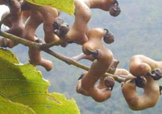 拐棗樹(shù)什么時(shí)候栽養(yǎng)？拐棗樹(shù)多少年結(jié)果