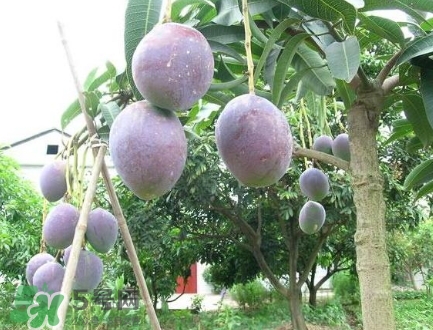 芒果有哪些品種？哪種芒果最好吃？