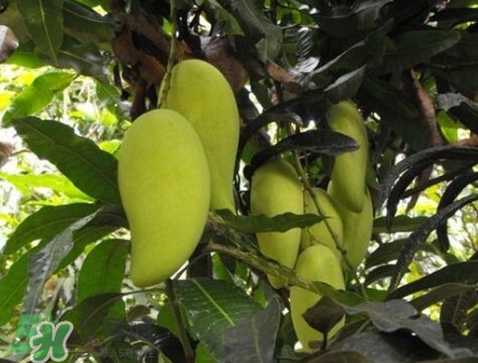 芒果有哪些品種？哪種芒果最好吃？