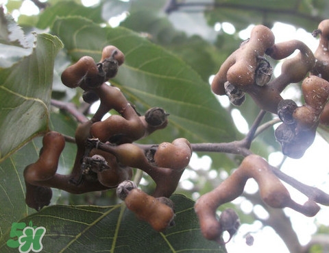 拐棗樹什么時(shí)候栽養(yǎng)？拐棗樹多少年結(jié)果