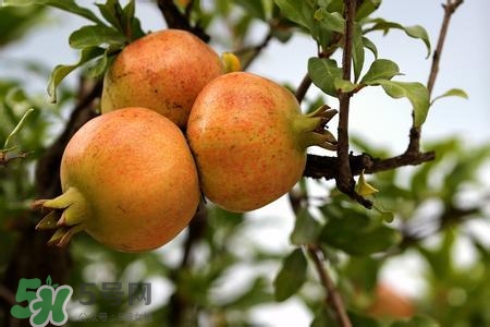 中秋節(jié)吃石榴嗎？中秋節(jié)吃石榴有什么寓意？