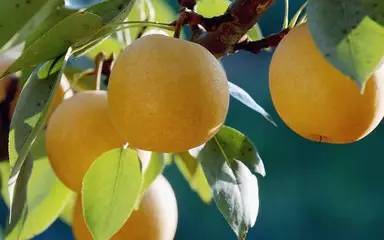 便秘可以吃芒果嗎？便秘吃什么水果好？