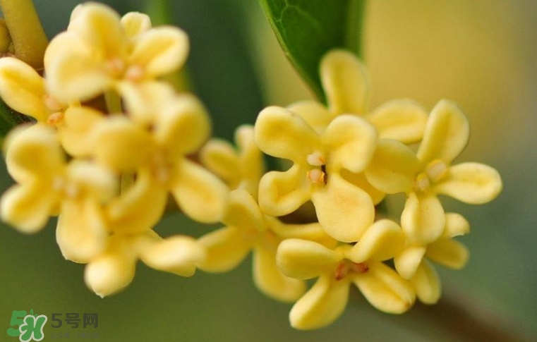 新鮮桂花怎么清洗？新鮮桂花可以冷凍嗎？